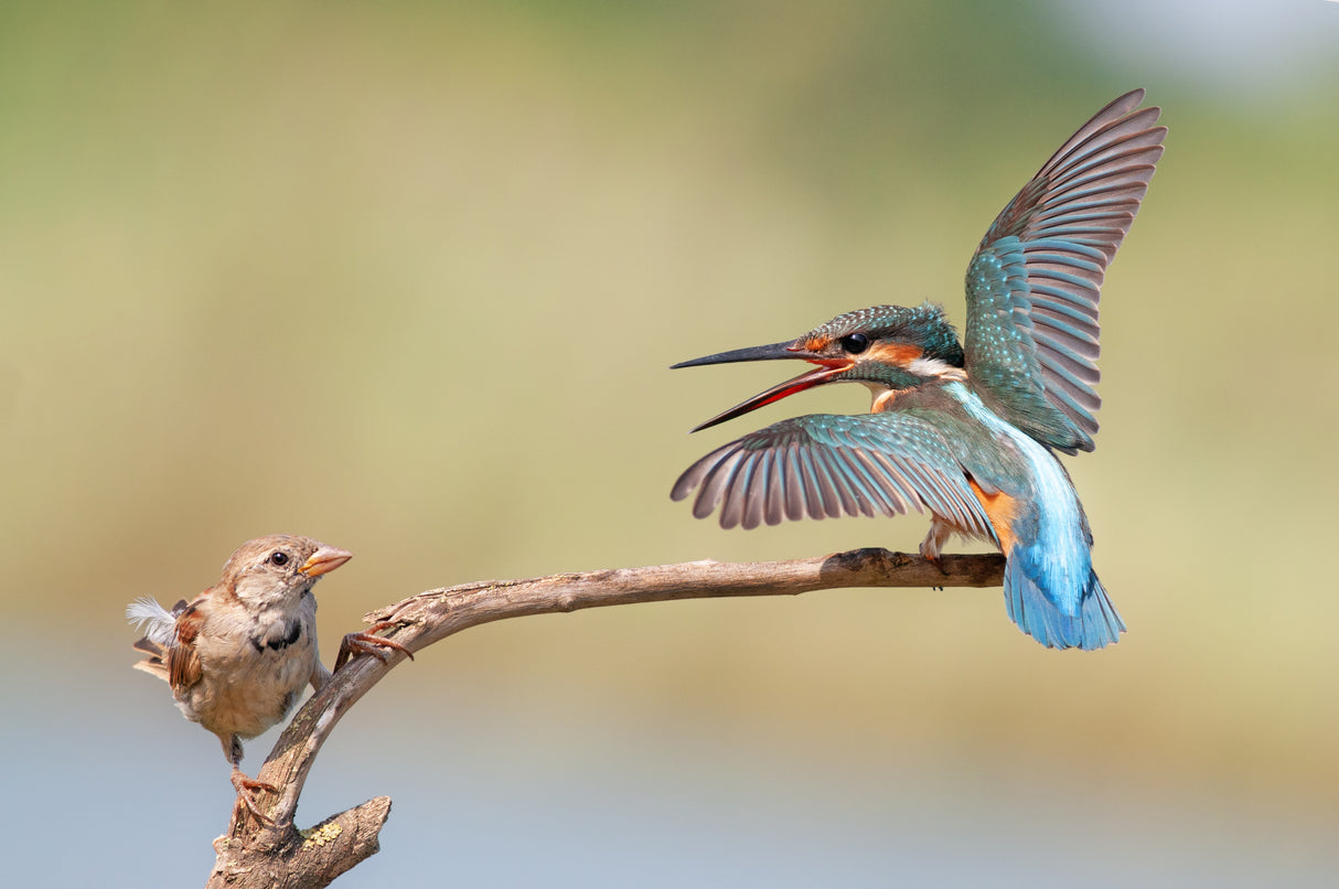 kingfisher vs Sparrow Poster och Canvastavla