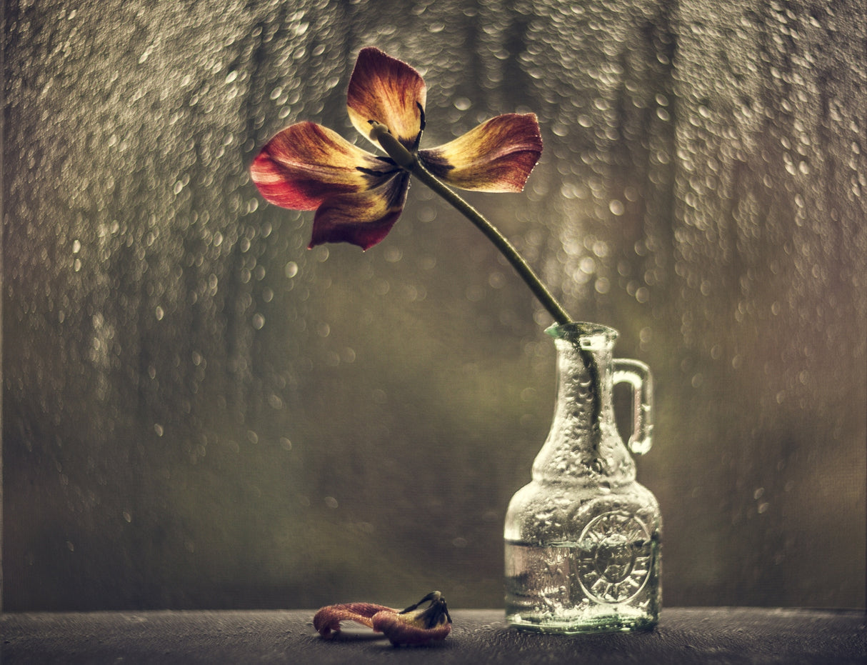 Bokehlicious still life Poster och Canvastavla