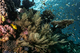 Living the reef Poster och Canvastavla