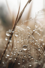 Rain Drops Poster och Canvastavla