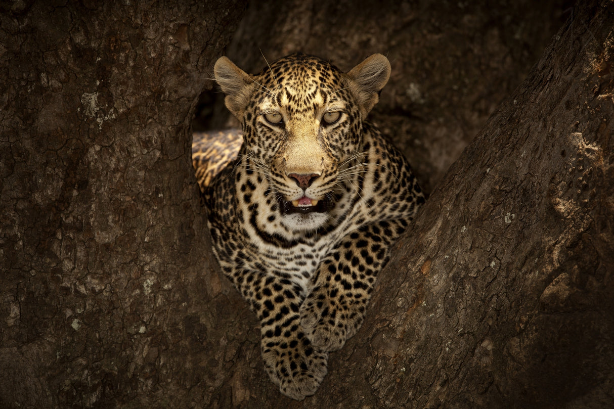 Leopard Resting on a Tree at Masai Mara Poster och Canvastavla