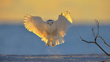 Snowy Owl at Sunrise Poster och Canvastavla