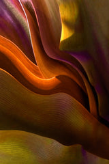 Ribbons of leaves in Maui. Poster och Canvastavla