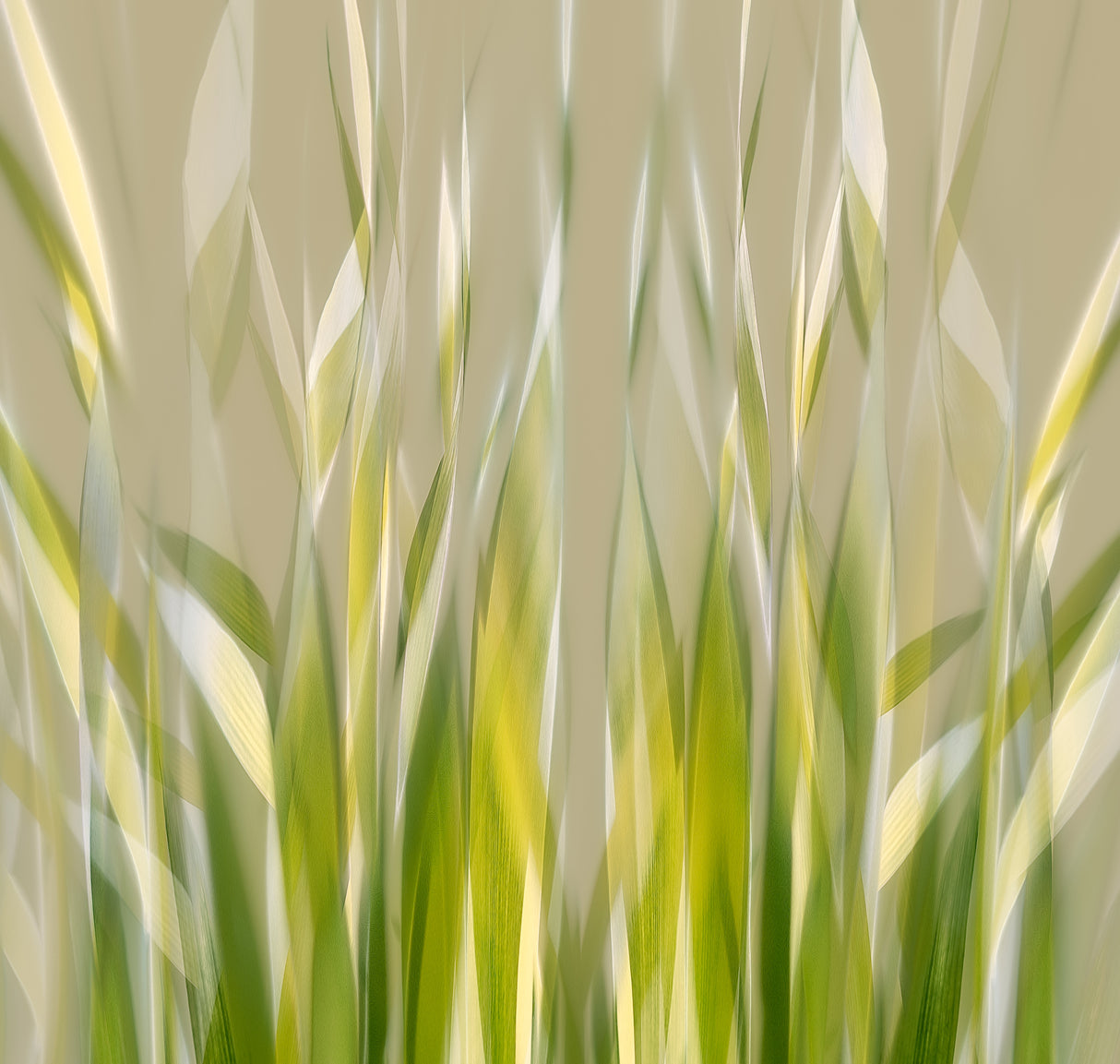Dancing reed Poster och Canvastavla