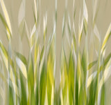 Dancing reed Poster och Canvastavla