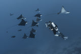 Eagle rays Poster och Canvastavla