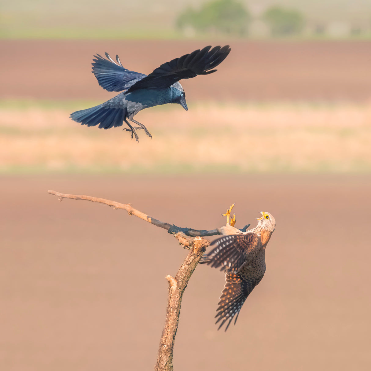 Jackdaw fighting with falcon Poster och Canvastavla