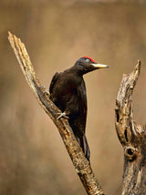 CONTROLLING Poster och Canvastavla