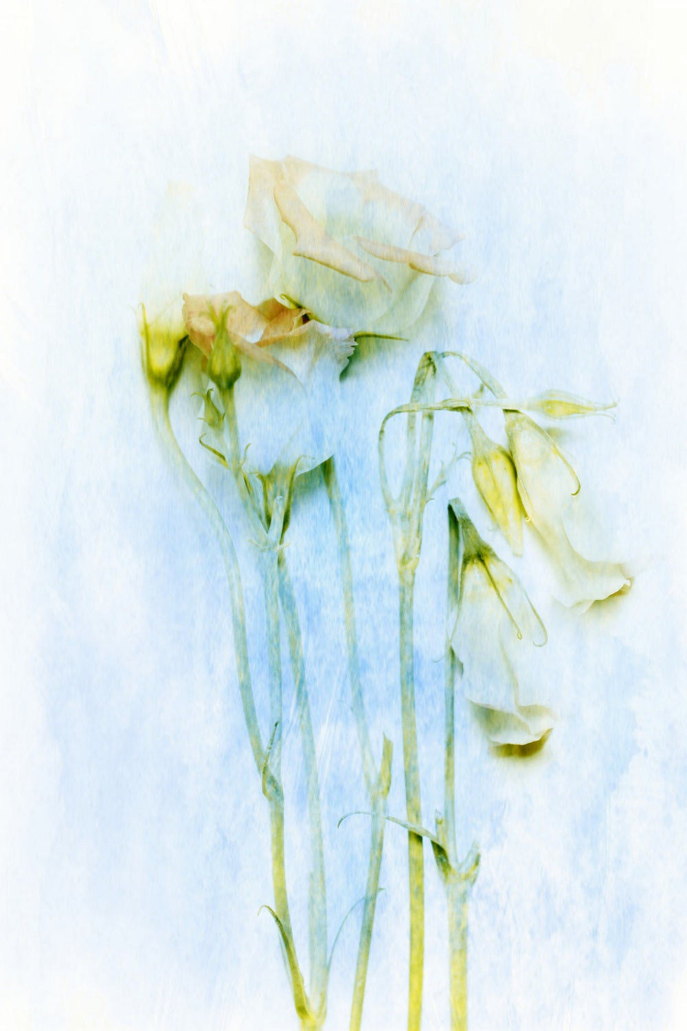 The Unconscious Beauties Poster och Canvastavla