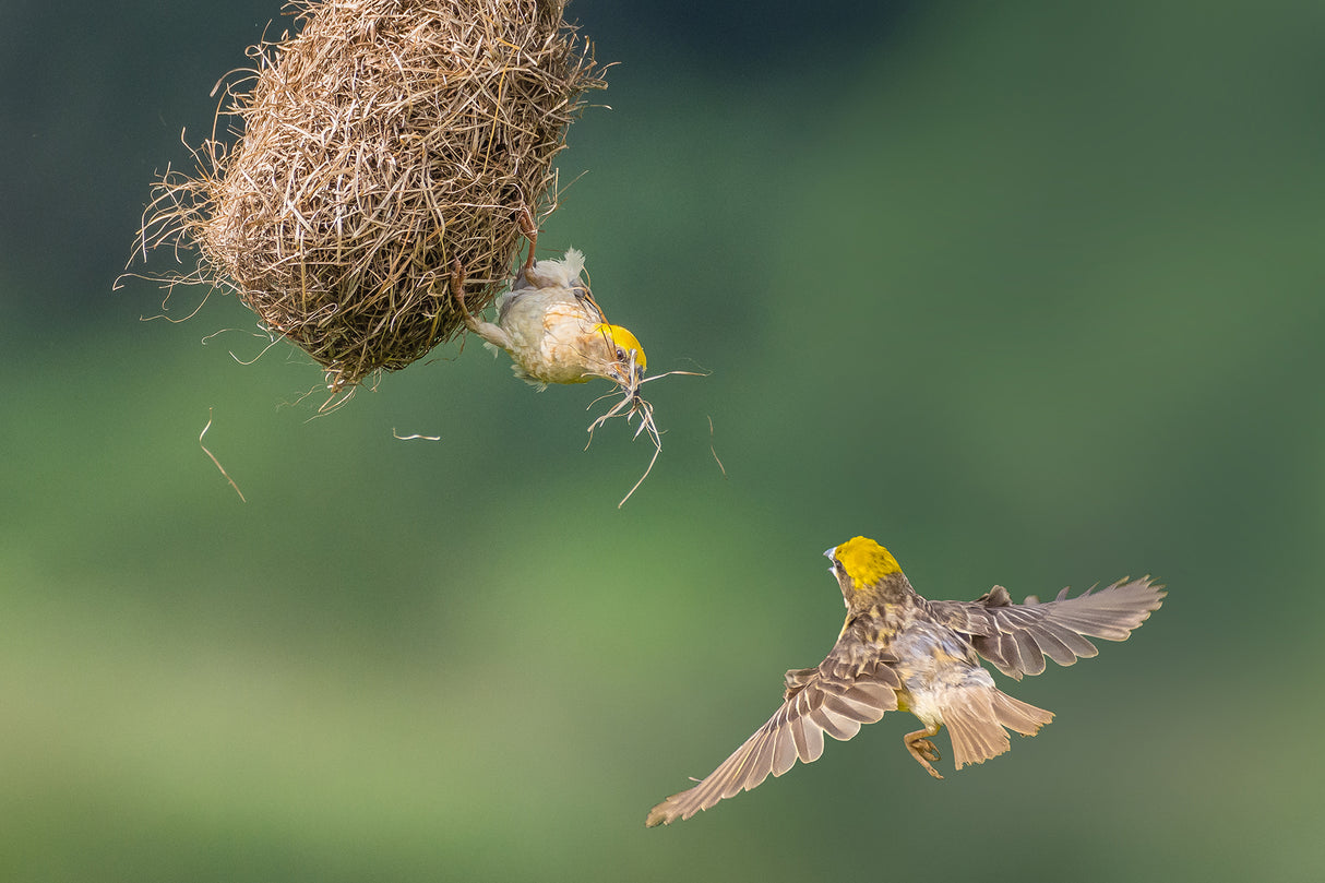 Baya Weaver Poster och Canvastavla