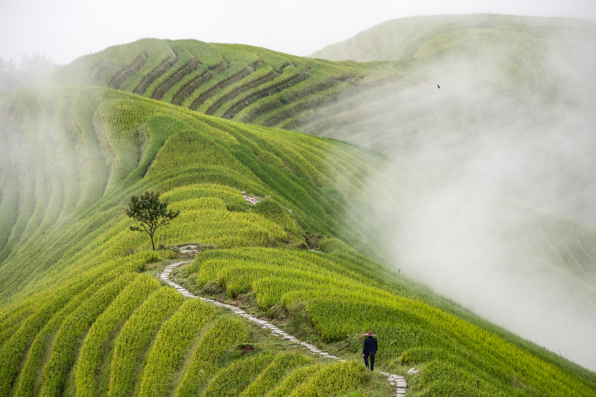 Ping'an rice terraces Poster och Canvastavla