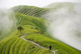 Ping'an rice terraces Poster och Canvastavla