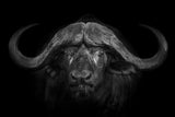 Big Horns Poster och Canvastavla