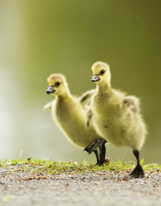 1, 2, 3, Go! Poster och Canvastavla