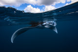 Manta ray Poster och Canvastavla