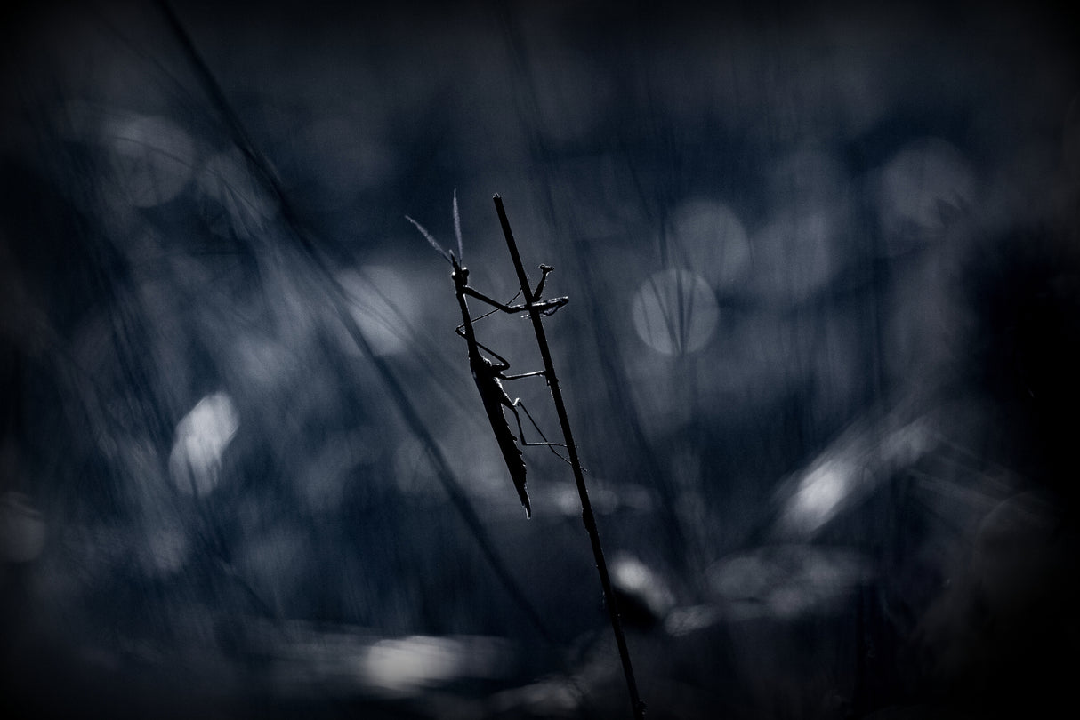 A darker shade of pole... Poster och Canvastavla