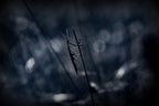 A darker shade of pole... Poster och Canvastavla