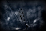 A darker shade of pole... Poster och Canvastavla