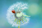 Dandy Lady Poster och Canvastavla
