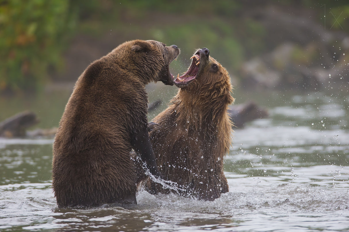 Bears war Poster och Canvastavla