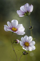 *Cosmos Poster och Canvastavla
