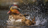 Mandarin Duck Poster och Canvastavla