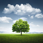 Lone tree Poster och Canvastavla