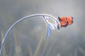 Beautiful Butterfly Poster och Canvastavla
