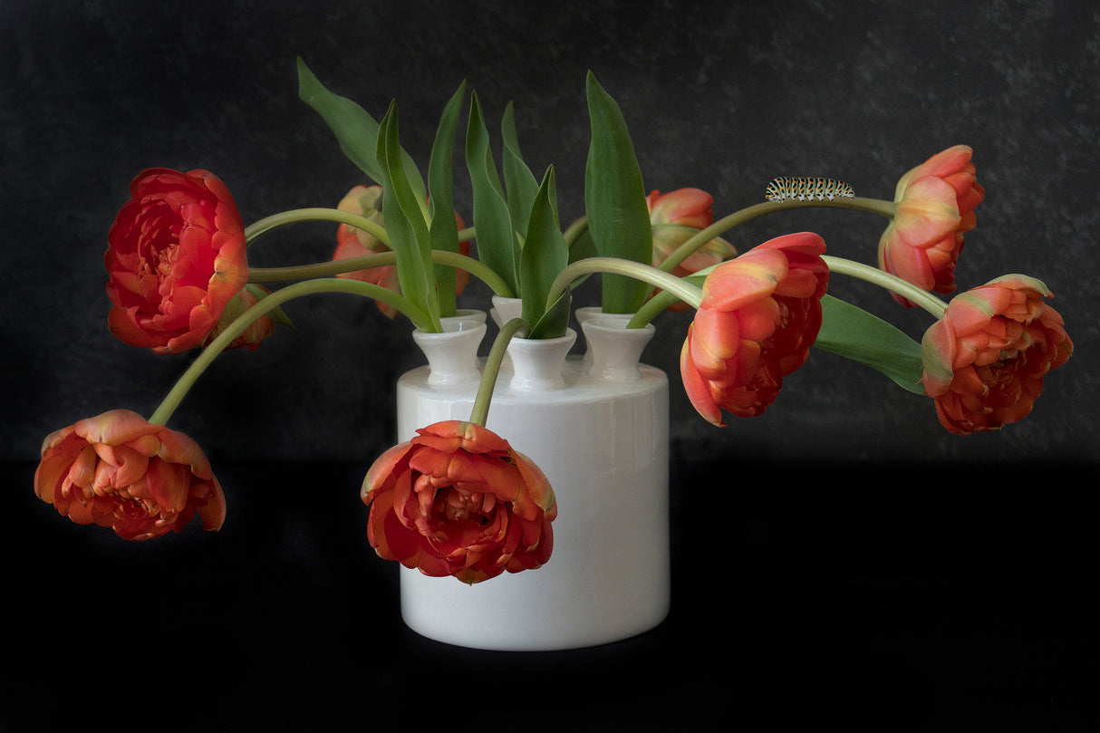 Tulips Poster och Canvastavla