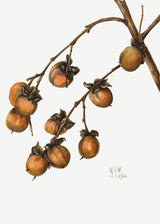 Persimmon (1920) Poster och Canvastavla