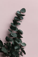 Eucalyptus Pink No02 Poster och Canvastavla