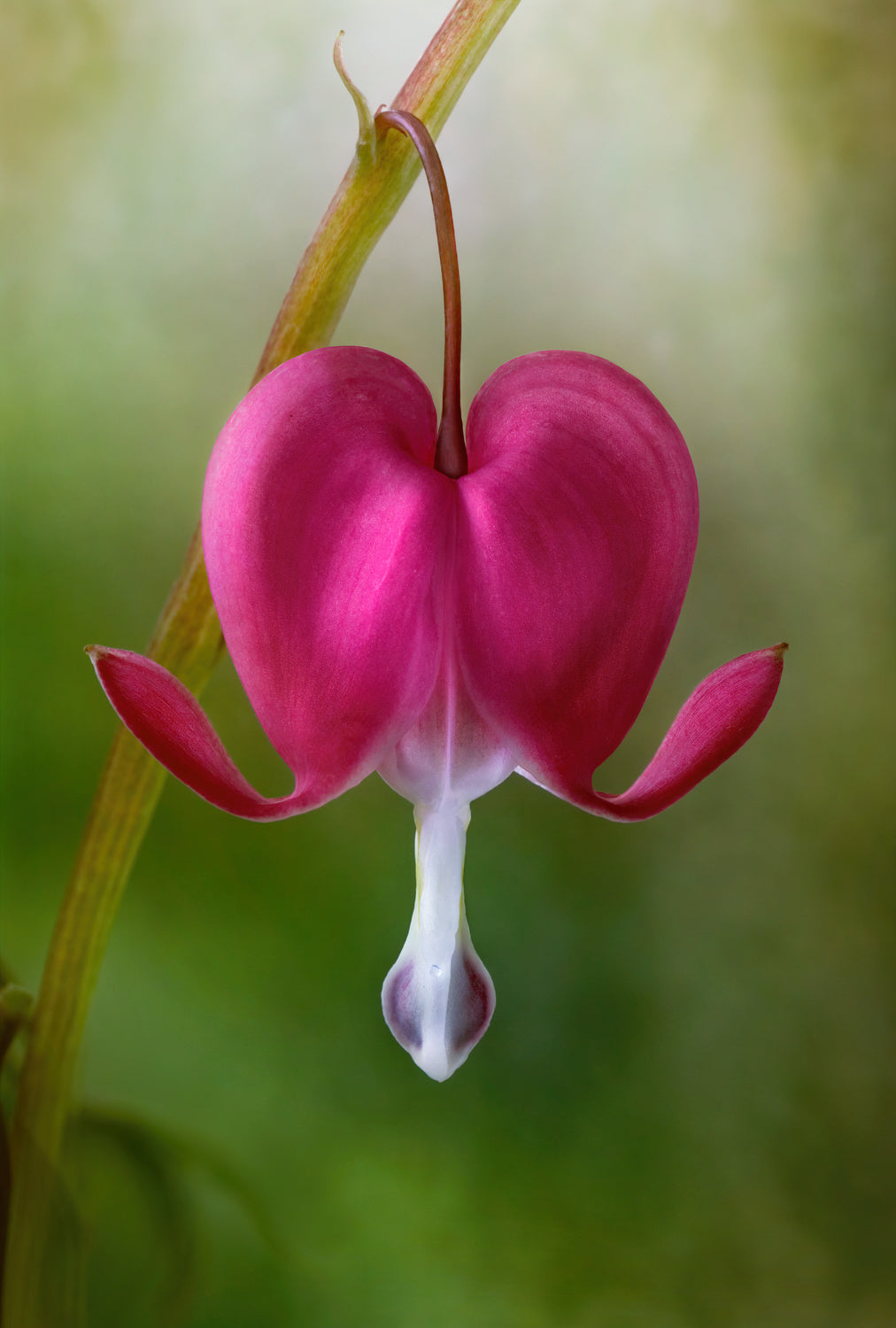 Bleeding Heart Poster och Canvastavla