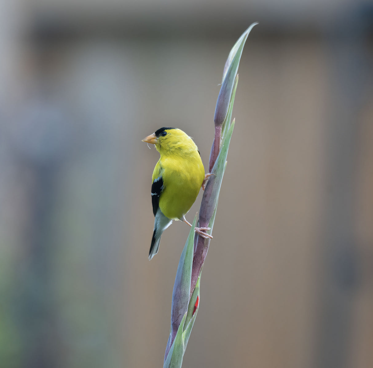 American goldfinch Poster och Canvastavla
