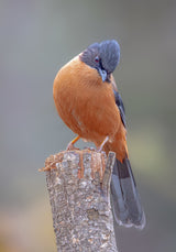 Rufous Sebia Poster och Canvastavla