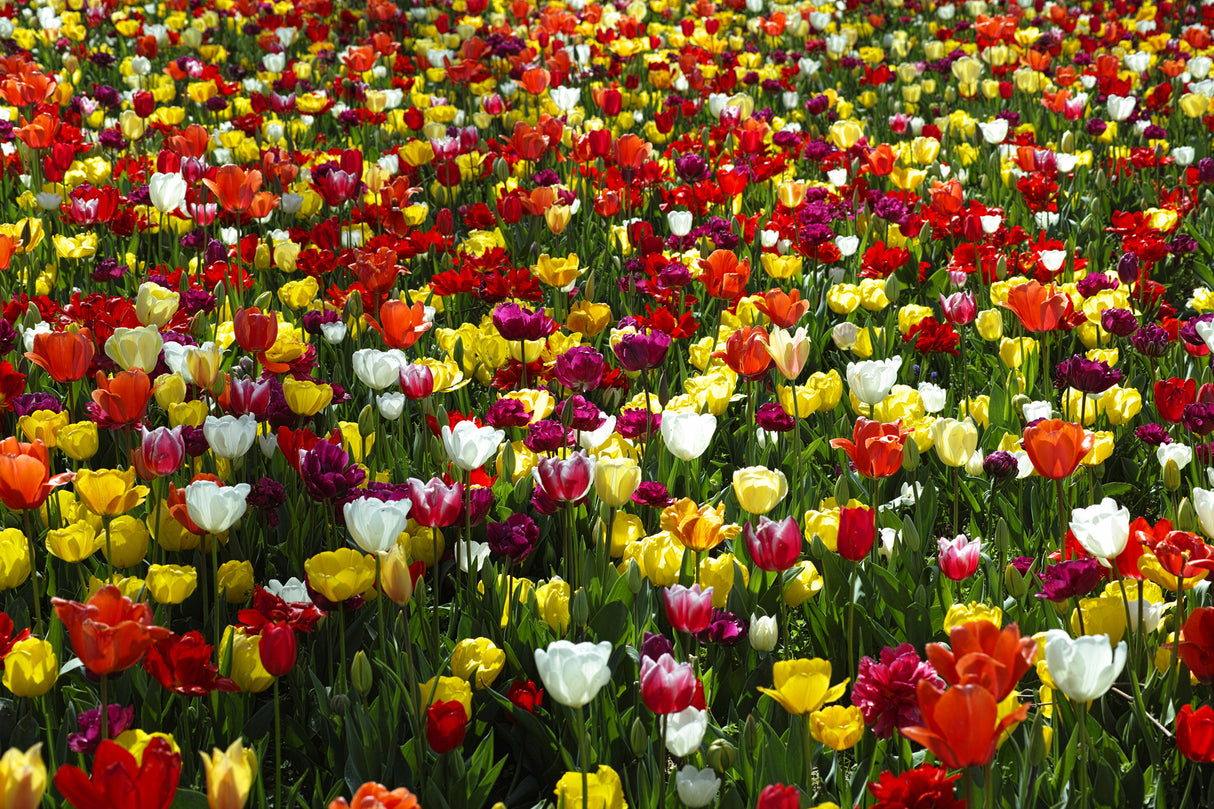 colorful tulips Poster och Canvastavla