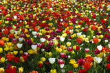 colorful tulips Poster och Canvastavla