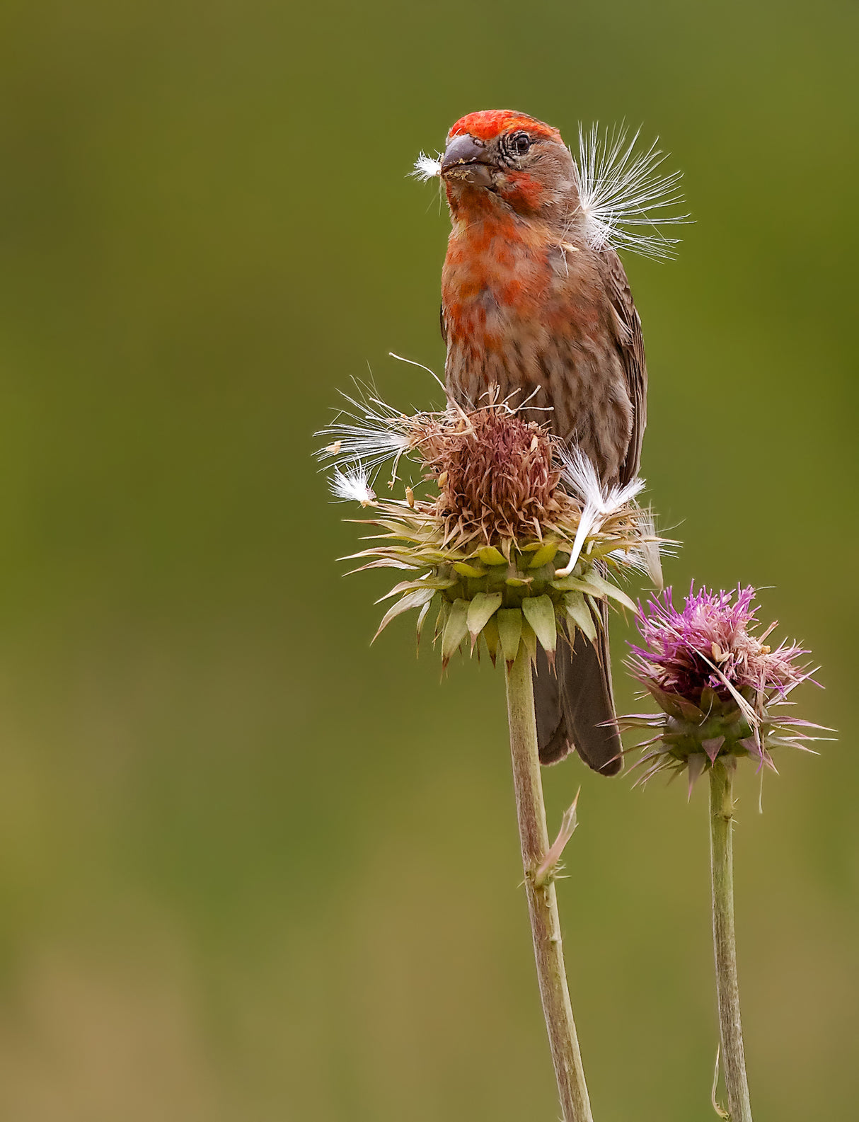 House Finch on a thistle Poster och Canvastavla