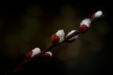 early spring Poster och Canvastavla