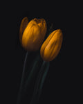 Golden Tulip Poster och Canvastavla