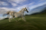 Lipizzian horse Poster och Canvastavla