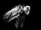 The Vulture Poster och Canvastavla