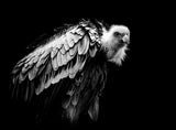 The Vulture Poster och Canvastavla