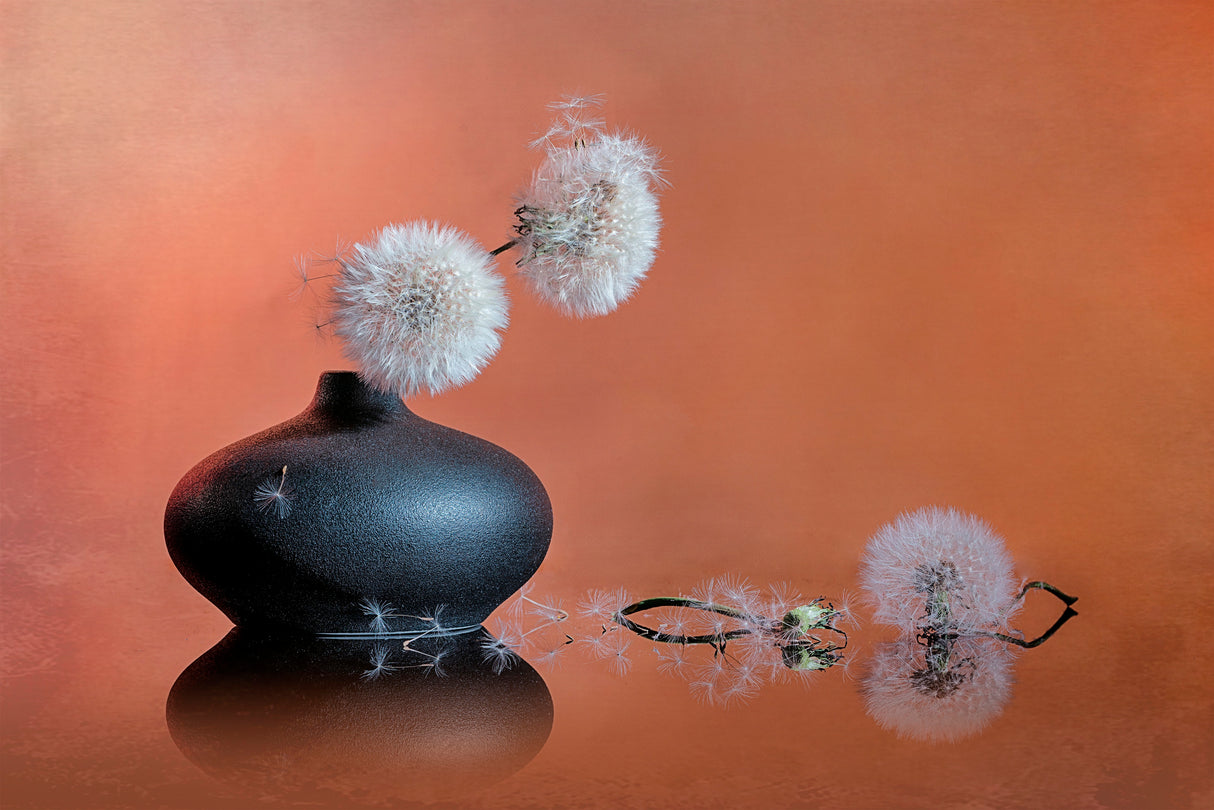 Dandelion Seed Poster och Canvastavla