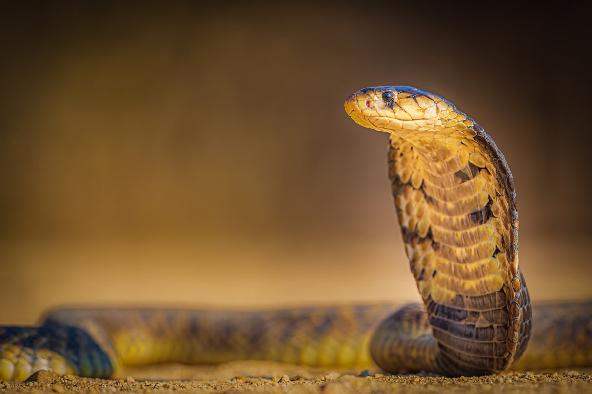 Spitting cobra Poster och Canvastavla