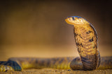 Spitting cobra Poster och Canvastavla
