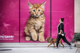Feline canine Poster och Canvastavla