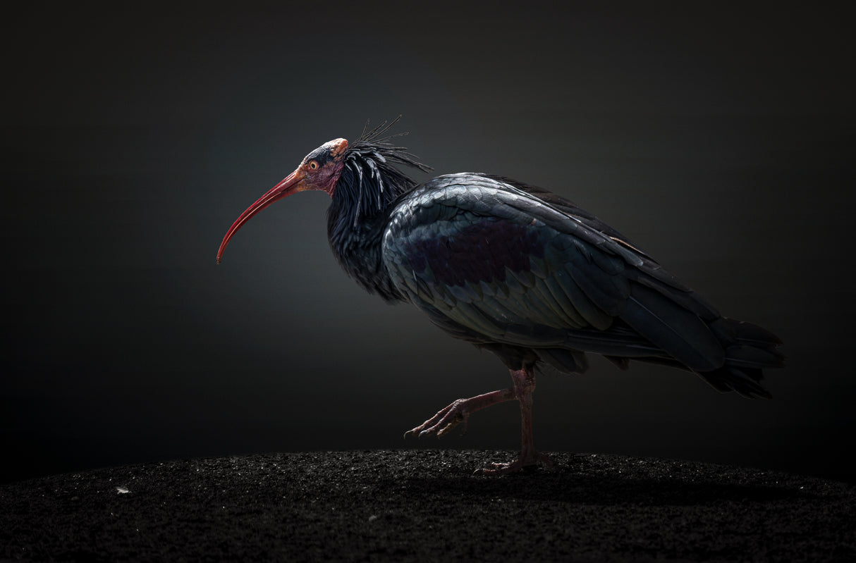 Red-cheeked Ibis Poster och Canvastavla