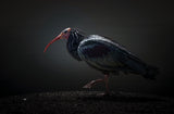 Red-cheeked Ibis Poster och Canvastavla
