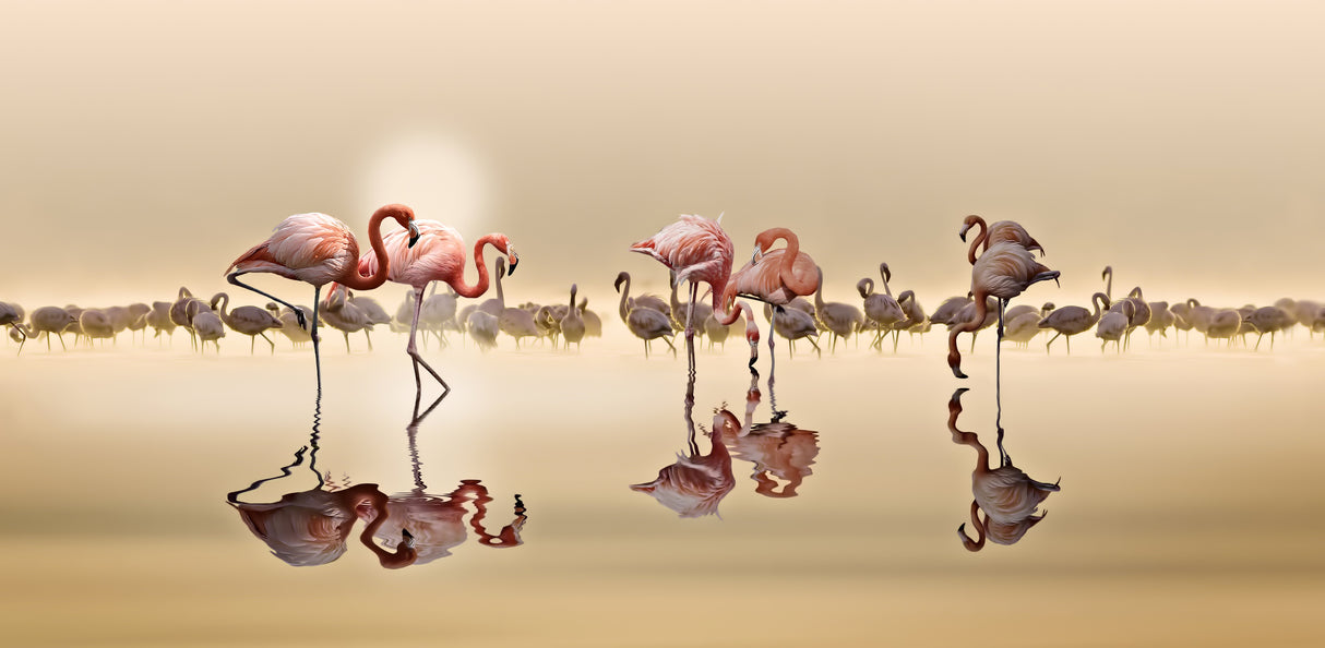 FLAMINGOS Poster och Canvastavla