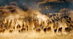 Horses Poster och Canvastavla